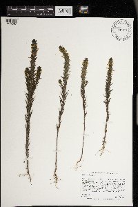 Orthocarpus luteus image