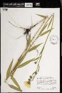 Helianthus nuttallii image