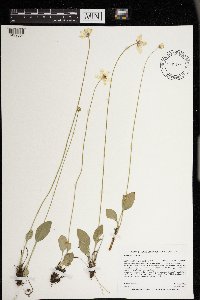 Parnassia glauca image