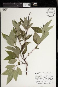 Cornus sericea image