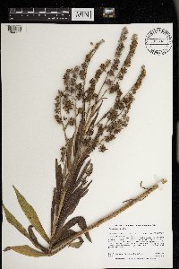 Cynoglossum officinale image
