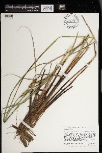 Carex aquatilis image