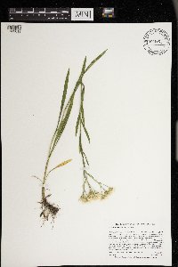 Solidago ptarmicoides image