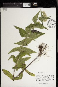 Eupatorium perfoliatum image