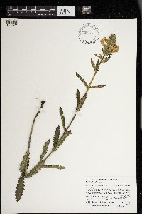 Pedicularis lanceolata image