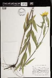Helianthus giganteus image