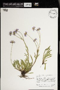 Erigeron glabellus image