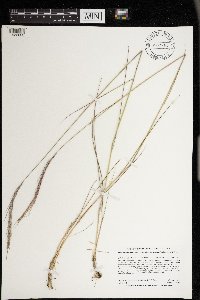 Elymus trachycaulus image