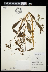 Cuscuta pentagona image