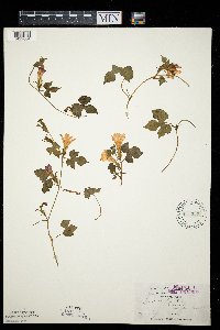 Ipomoea hederacea image