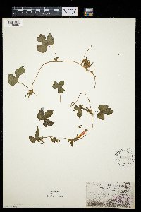 Ipomoea hederacea image
