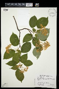 Cornus alternifolia image