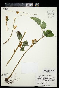 Cuscuta gronovii image