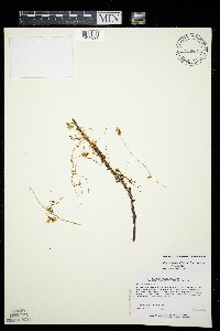 Cuscuta gronovii image