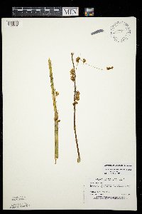 Cuscuta gronovii image