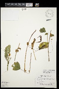 Cuscuta gronovii image