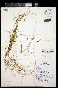 Media resource of Cuscuta gronovii