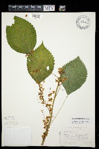 Cuscuta gronovii image