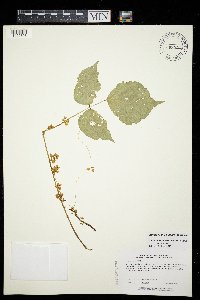 Cuscuta gronovii image