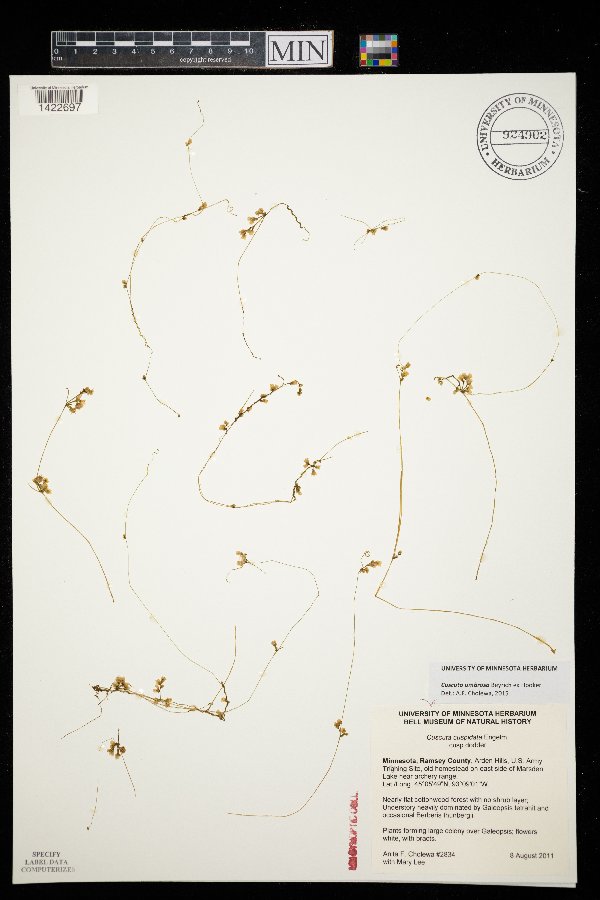 Cuscuta gronovii image