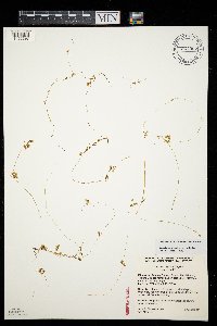 Thumbnail image of current specimen