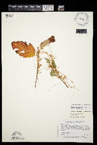 Cuscuta gronovii image