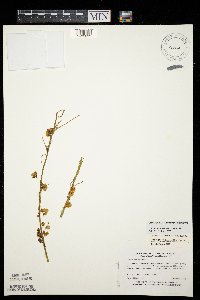 Cuscuta gronovii image