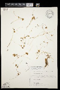 Cuscuta gronovii image