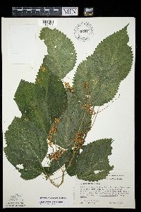 Cuscuta gronovii image