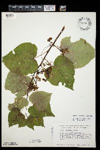 Media resource of Cuscuta indecora
