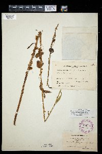 Cuscuta obtusiflora image