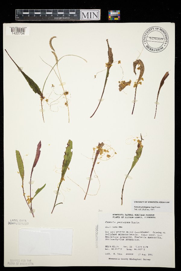 Cuscuta pentagona image