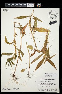 Cuscuta pentagona image