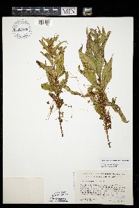 Cuscuta pentagona image