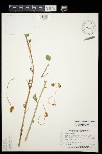 Cuscuta pentagona image