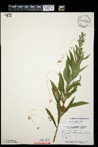 Cuscuta pentagona image