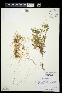Cuscuta pentagona image