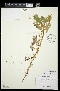 Cuscuta pentagona image