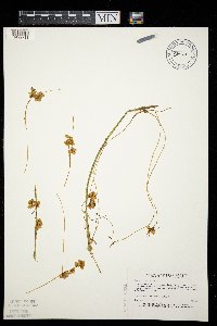 Cuscuta polygonorum image