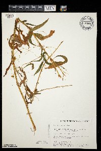 Cuscuta polygonorum image