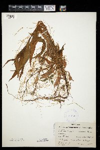 Cuscuta polygonorum image