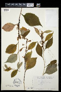 Cuscuta polygonorum image