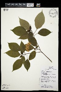 Cornus alternifolia image