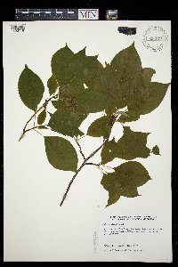 Cornus alternifolia image