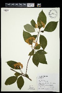 Cornus alternifolia image