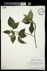 Cornus alternifolia image