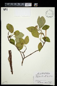 Cornus alternifolia image