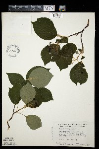 Cornus alternifolia image