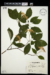 Cornus alternifolia image