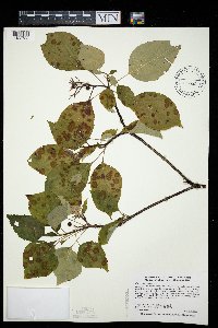Cornus alternifolia image